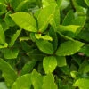 Bay Tree Bush -Yougarden Shop 680266