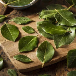 Bay Tree Bush -Yougarden Shop 680266 2