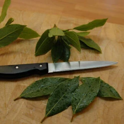 Bay Tree Bush -Yougarden Shop 680266 3