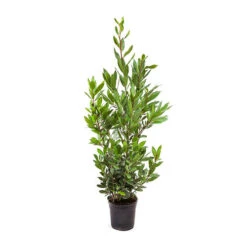 Bay Tree Bush -Yougarden Shop 680266 4