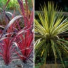 Cordyline Passion 9cm X2 2 Cordyline Passion 9cm X2 -Yougarden Shop 680279