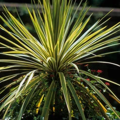Cordyline Passion 9cm X2 -Yougarden Shop 680279 2
