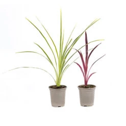 Cordyline Passion 9cm X2 -Yougarden Shop 680279 3