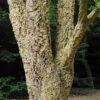 Quercus Suber (Cork Oak) 80-90cm 3L 1 Quercus Suber (Cork Oak) 80-90cm 3L -Yougarden Shop 680281