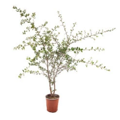 Quercus Suber (Cork Oak) 80-90cm 3L -Yougarden Shop 680281 2