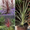 Cordyline Evergreen Collection 2 Cordyline Evergreen Collection -Yougarden Shop 680290