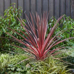 Cordyline Evergreen Collection -Yougarden Shop 680290 2