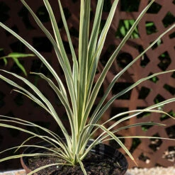 Cordyline Evergreen Collection -Yougarden Shop 680290 3