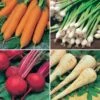 Root Vegetable Seed Collection 1 Root Vegetable Seed Collection -Yougarden Shop 700050