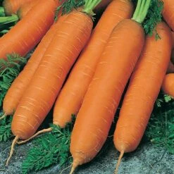 Root Vegetable Seed Collection -Yougarden Shop 700050 1