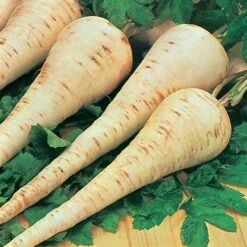 Root Vegetable Seed Collection -Yougarden Shop 700050 2