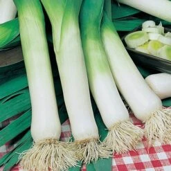 Greens Vegetable Seed Collection -Yougarden Shop 700051 2