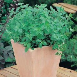 Herb Seed Collection -Yougarden Shop 700052 2
