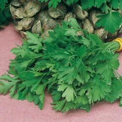 Herb Seed Collection -Yougarden Shop 700052 3