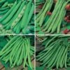 Bean Seed Collection 1 Bean Seed Collection -Yougarden Shop 700053