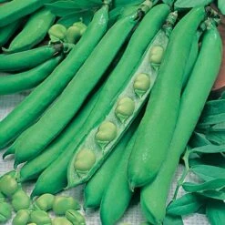 Bean Seed Collection 8 Bean Seed Collection -Yougarden Shop 700053 1