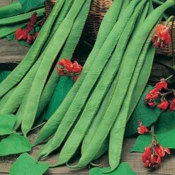 Bean Seed Collection 9 Bean Seed Collection -Yougarden Shop 700053 2