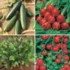Salad Seed Collection 1 Salad Seed Collection -Yougarden Shop 700054