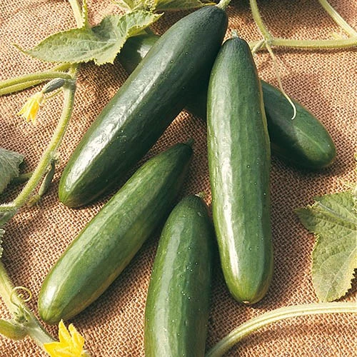 Salad Seed Collection 4 Salad Seed Collection - Image 2