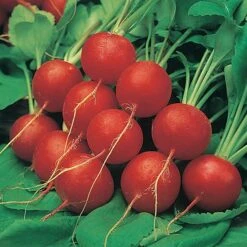 Salad Seed Collection 9 Salad Seed Collection -Yougarden Shop 700054 2