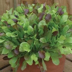 Salad Seed Collection 10 Salad Seed Collection -Yougarden Shop 700054 3