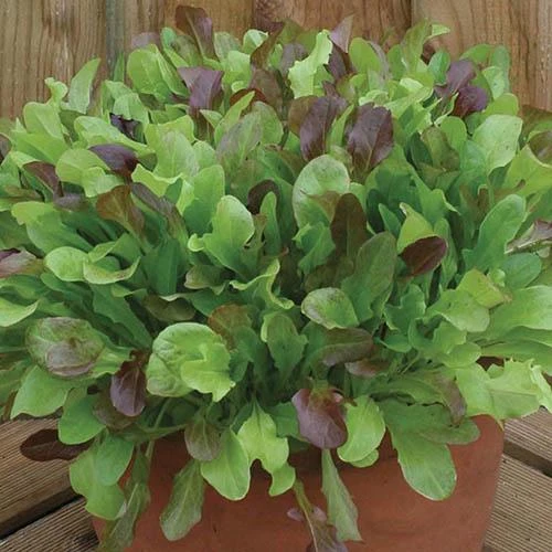 Salad Seed Collection 6 Salad Seed Collection - Image 4