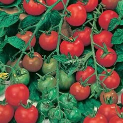 Salad Seed Collection 11 Salad Seed Collection -Yougarden Shop 700054 4