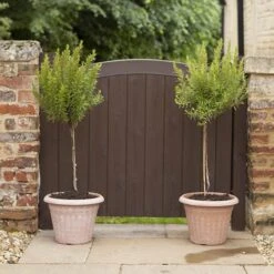 Rosemary Standard 80-100cm Tall In A 3L Pot -Yougarden Shop 750046 2