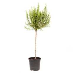 Rosemary Standard 80-100cm Tall In A 3L Pot -Yougarden Shop 750046 3