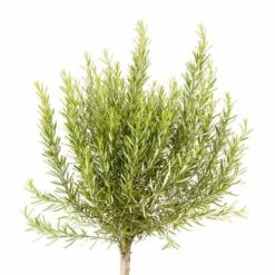 Rosemary Standard 80-100cm Tall In A 3L Pot -Yougarden Shop 750046 4