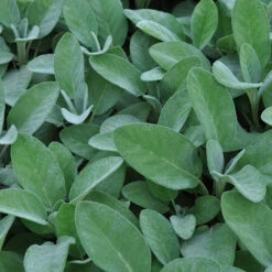 Herb Collection -Yougarden Shop 750060 6