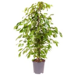 Ficus Benjamina Exotica 'Weeping Fig' 7 Ficus Benjamina Exotica 'Weeping Fig' -Yougarden Shop 800104 2