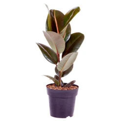 Rubber Plant Ficus Elastica 'Robusta' -Yougarden Shop 800105 2
