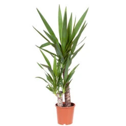 Yucca 2 Stem 45/20cm In 17cm Pot 70cm Tall -Yougarden Shop 800106 2