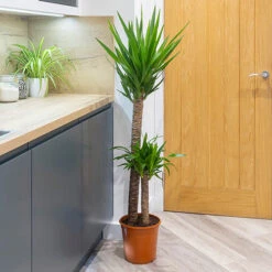 Yucca 2 Stem 45/20cm In 17cm Pot 70cm Tall -Yougarden Shop 800106 3