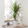Dracaena Marginata 2 Dracaena Marginata -Yougarden Shop 800107
