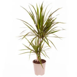 Dracaena Marginata -Yougarden Shop 800107 2