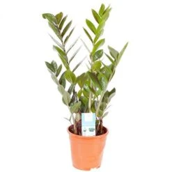 Zamioculcas Zamiifolia 'ZZ Plant' -Yougarden Shop 800108 2