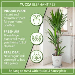 Yucca Elephantipes -Yougarden Shop 800109 2