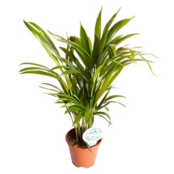 Areca Palm (Dypsis Lutescens) -Yougarden Shop 800111 2