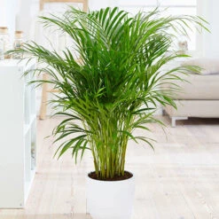 Areca Palm (Dypsis Lutescens) -Yougarden Shop 800111 3