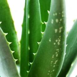 Aloe Vera -Yougarden Shop 800113 2