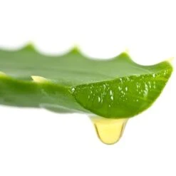Aloe Vera -Yougarden Shop 800113 3