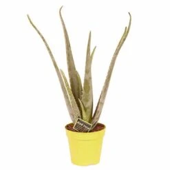 Aloe Vera -Yougarden Shop 800113 4