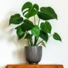 'Swiss Cheese Plant' Monstera Deliciosa -Yougarden Shop 800126