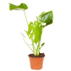 'Swiss Cheese Plant' Monstera Deliciosa -Yougarden Shop 800126 2