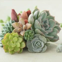 Indoor Succulents Mix