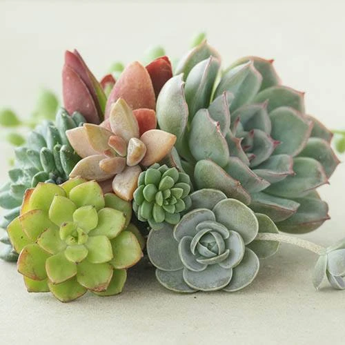 Indoor Succulents Mix 3 Indoor Succulents Mix