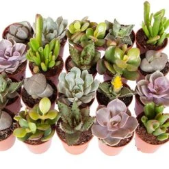 Indoor Succulents Mix 8 Indoor Succulents Mix -Yougarden Shop 800130 2