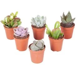 Indoor Succulents Mix 9 Indoor Succulents Mix -Yougarden Shop 800130 3
